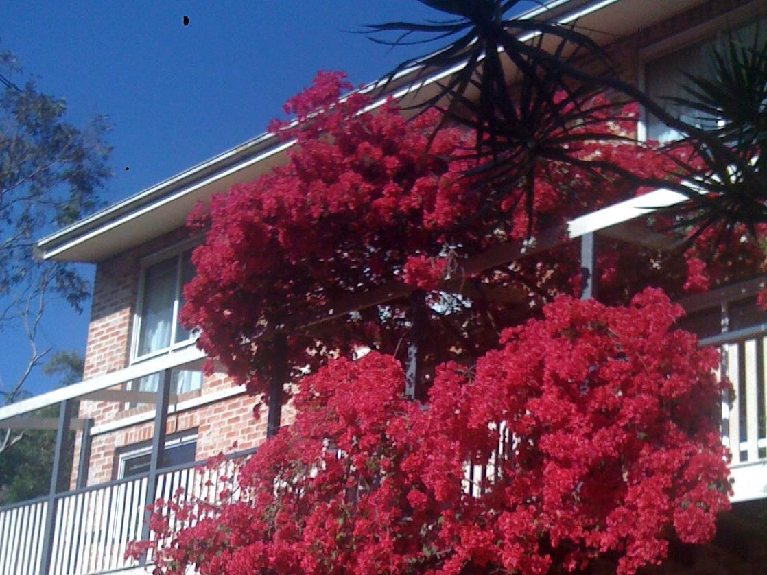 Linley House Bed & Breakfast Sydney Exterior photo