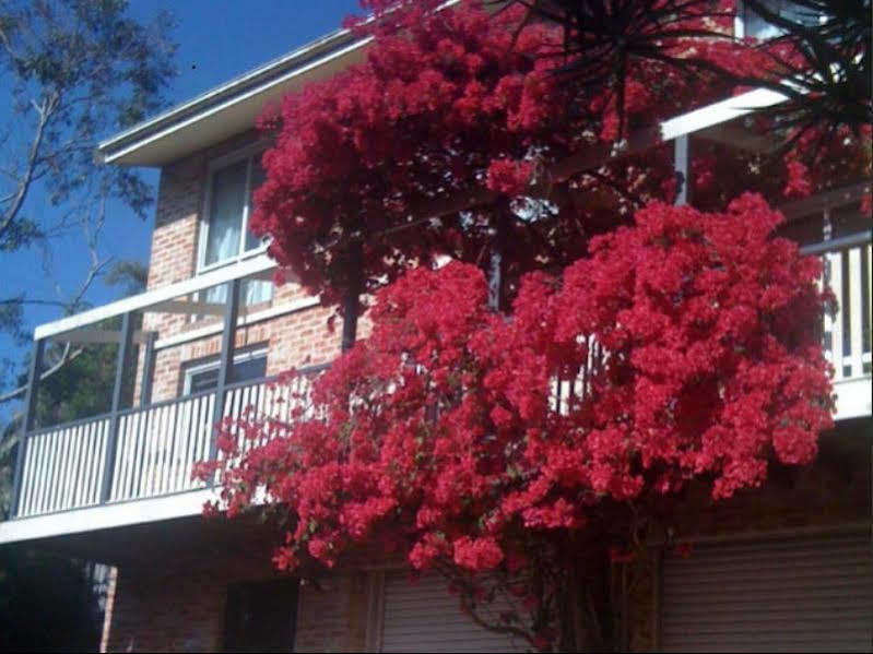 Linley House Bed & Breakfast Sydney Exterior photo